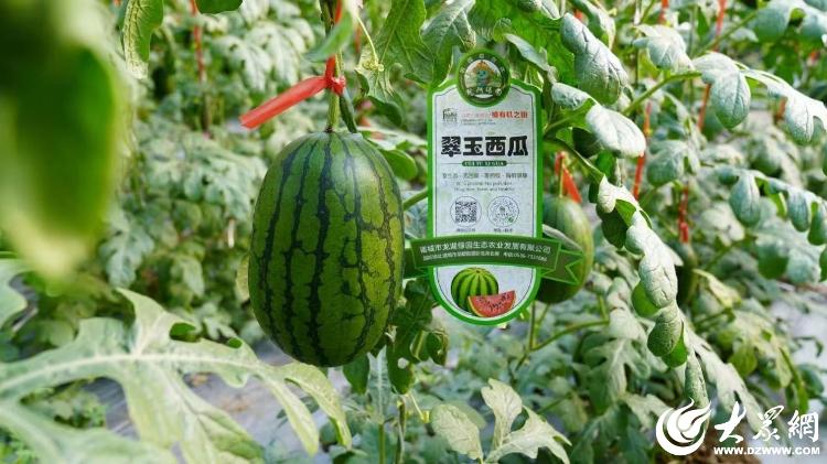 诸城市政协农业组送科技"金钥匙" 与农业生产"零距离"